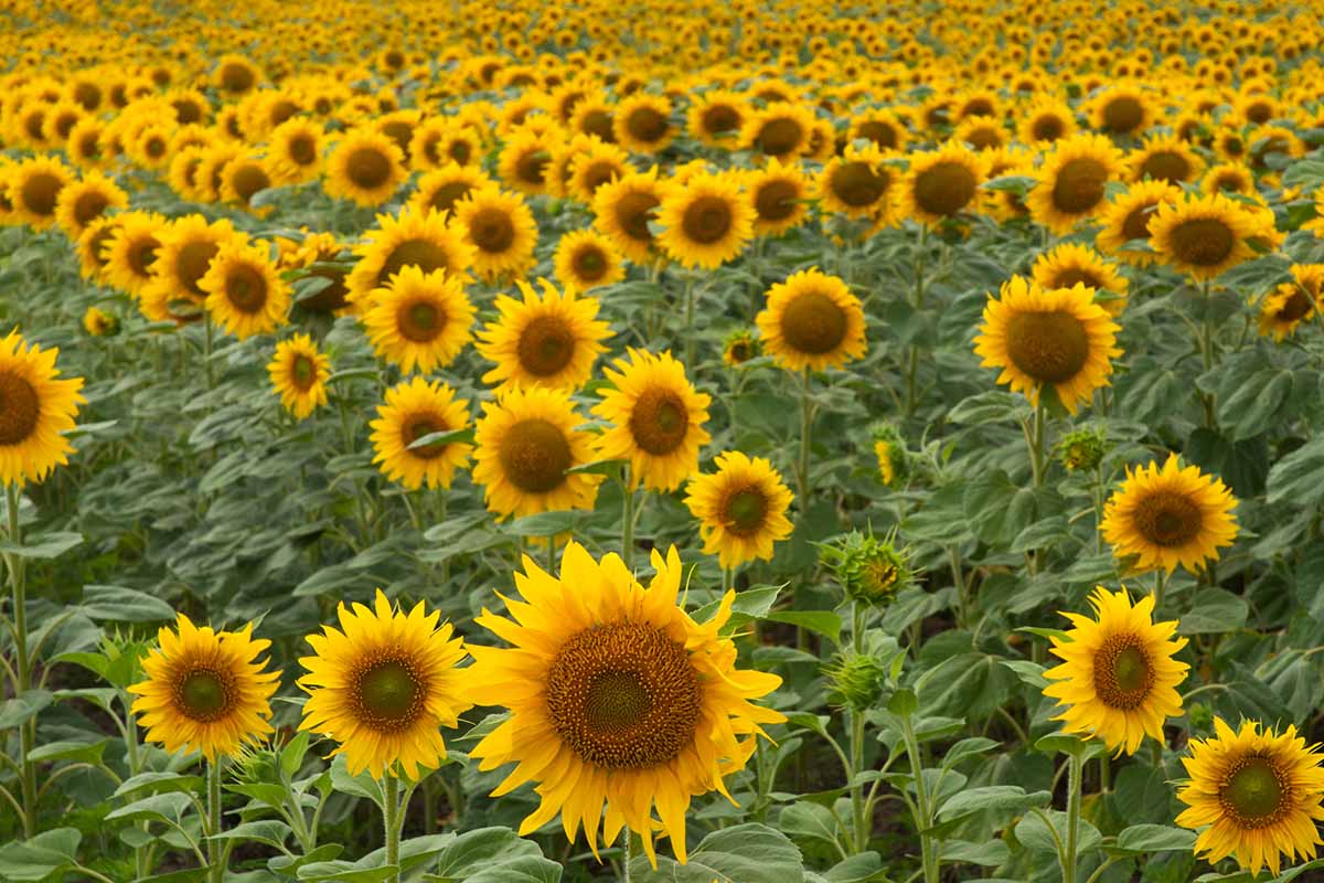 A horizontal image of a large field of black oil sunflowers in full bloom.