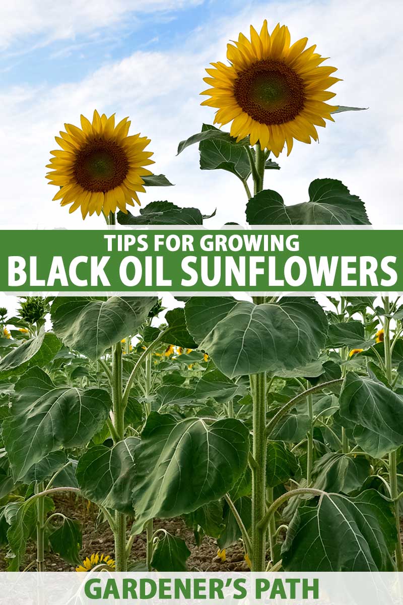 A vertical image of a field of black oil sunflower pictured on a blue sky background. To the center and bottom of the frame is green and white printed text.