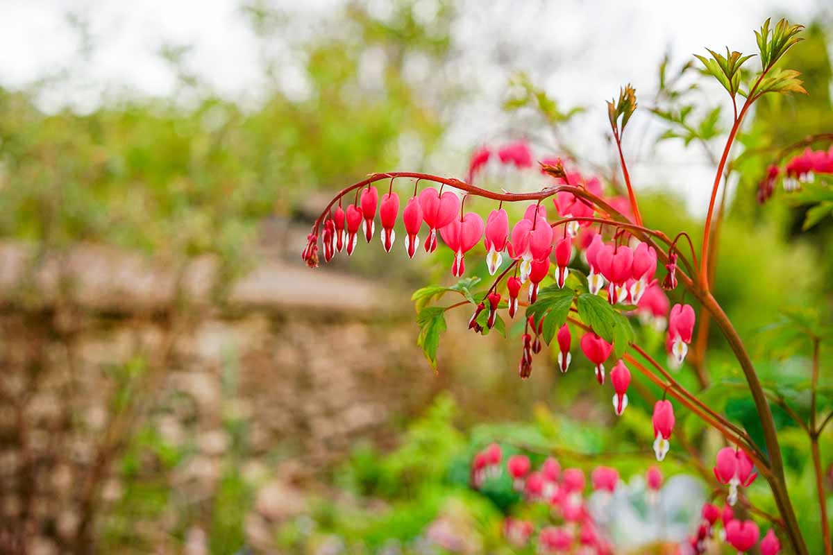 A close up horizontal image of bleeding hearts flowers growing in the garden pictured on a soft focus background.