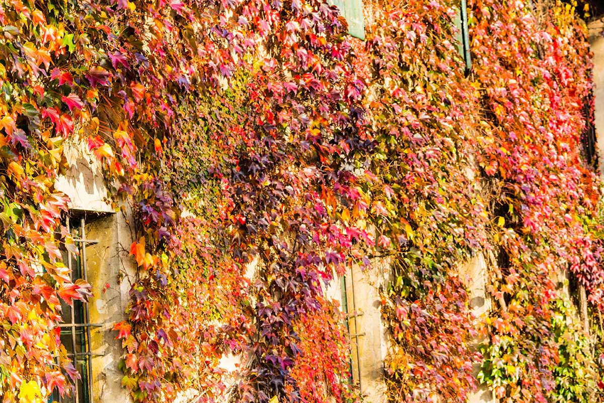 A horizontal image of Boston ivy (Parthenocissus tricuspidata) with resplendent fall colors gracing the outside of a stone building.