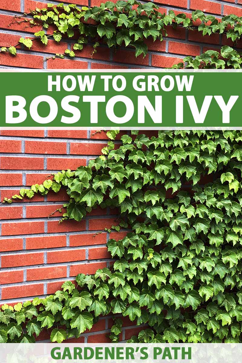 A vertical image of Boston ivy (Parthenocissus tricuspidata) growing on a brick wall. To the top and bottom of the frame is green and white printed text.