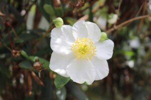 A close up horizontal image of a bush anemone (Carpenteria californica) flower growing in the garden pictured on a soft focus background.