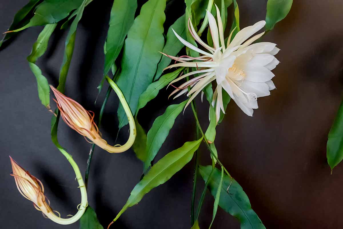 A close up horizontal image of a Queen of the Night (Epiphyllum oxypetalum) plant growing indoors.