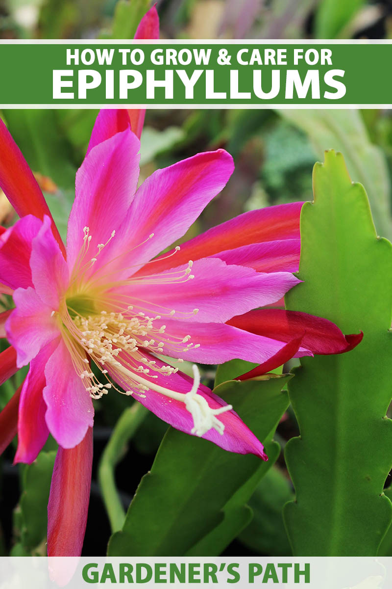 A close up vertical image of a bright pink flower of an Epiphyllum aka orchid cactus. To the top and bottom of the frame is green and white printed text.