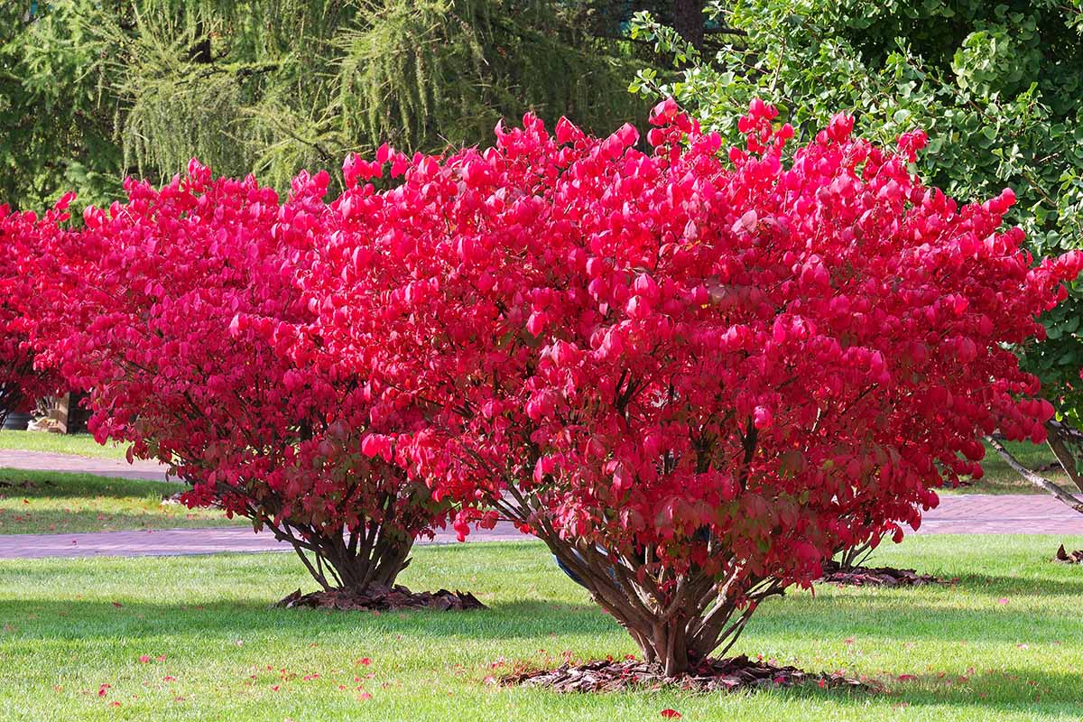 A horizontal image of two bright red burning bushes (Euonymus) growing in a park like setting.
