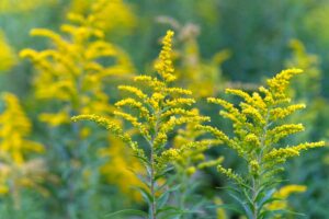 A close up horizontal image of goldenrod (Solidago) Growing in the garden pictured on a soft focus background.