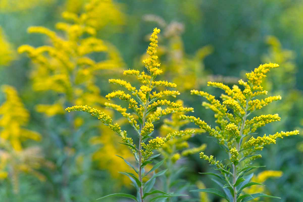 how to grow and care for goldenrod plants | gardener's path
