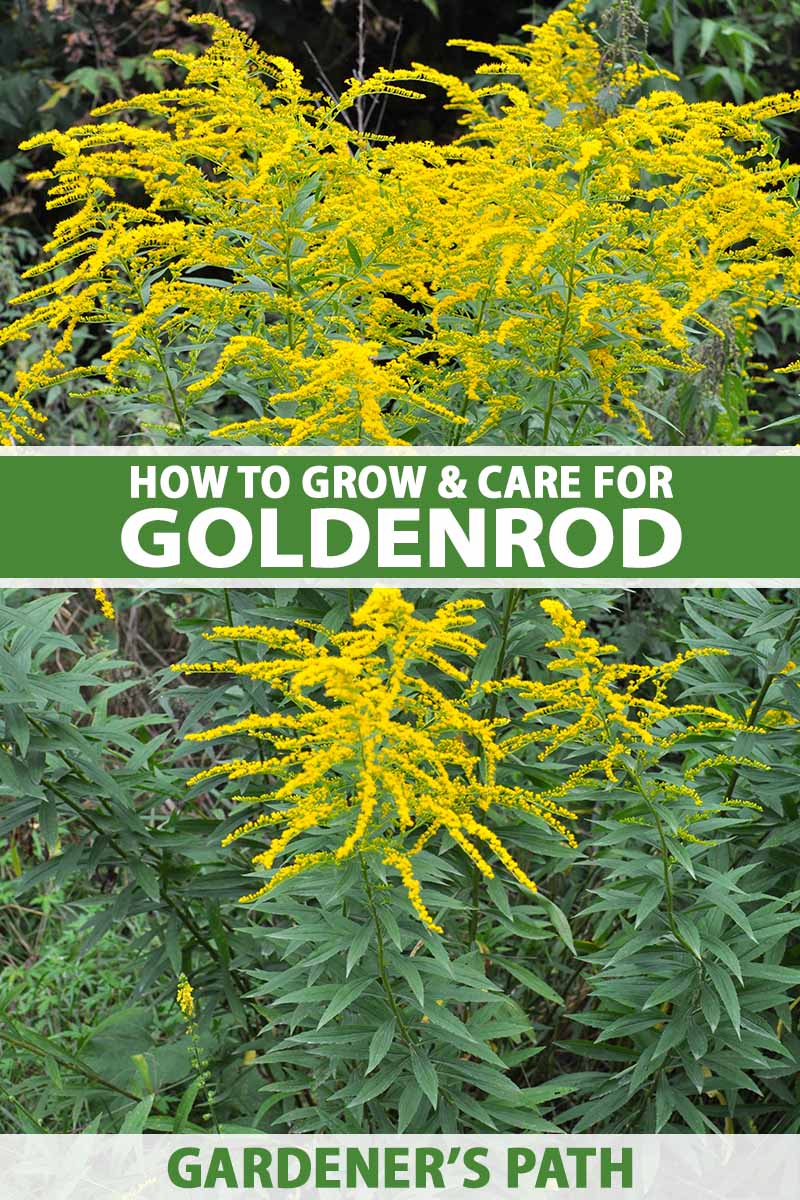 A close up vertical image of goldenrod (Solidago) growing in the garden with bright yellow flowers. To the center and bottom of the frame is green and white printed text.