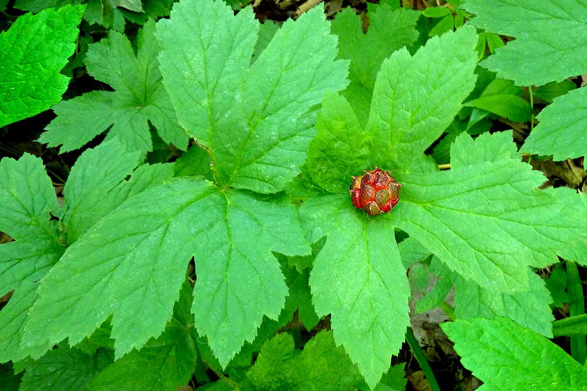 A close up horizontal image of a goldenseal plant (Hydrastis canadensis) with a bright red fruit.