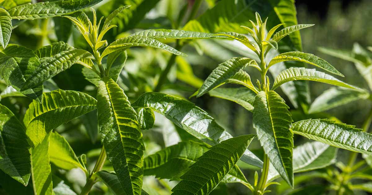 Lemon Verbena Plant — MADE FOR THE EARTH