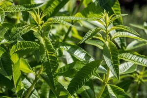 A close up horizontal image of lemon verbena growing in the home herb garden pictured in light sunshine.