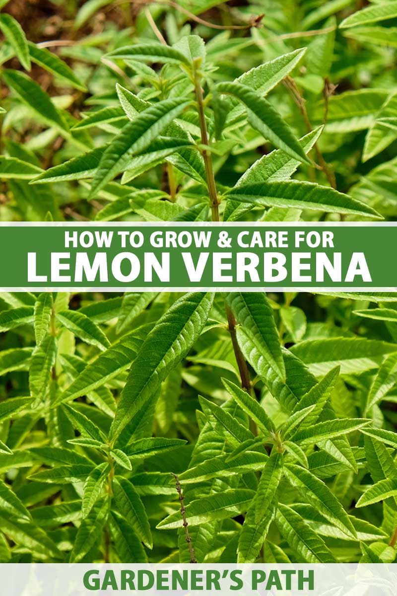 A close up vertical image of a large patch of lemon verbena (Aloysia citrodora) growing in the herb garden. To the center and bottom of the frame is green and white printed text.
