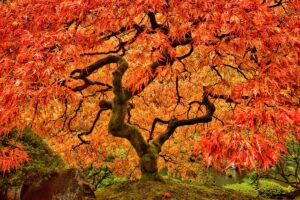 A close up horizontal image of the dramatic fall foliage of a Japanese maple tree growing in a formal garden.