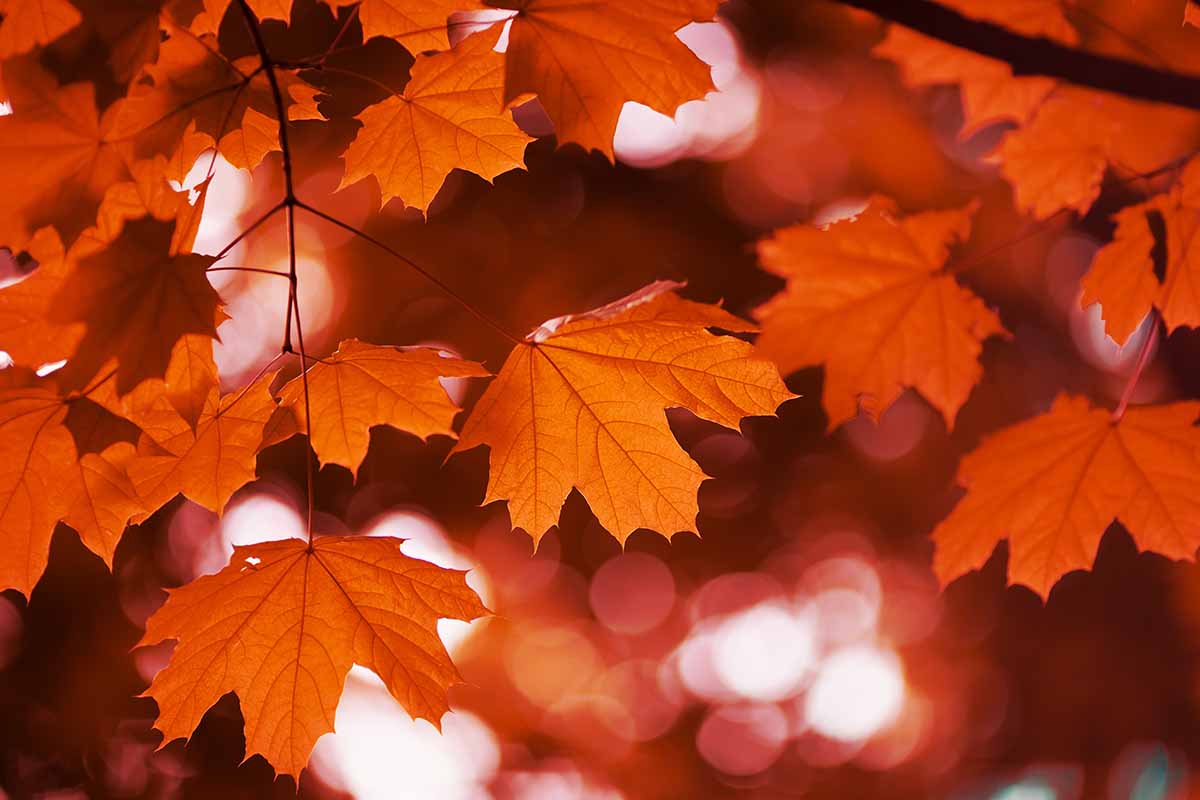 A close up horizontal image of fall colors of maple tree foliage.