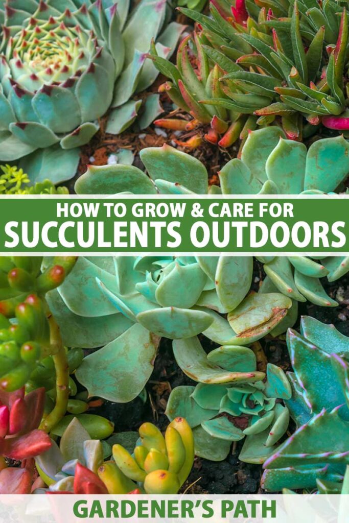 A close up vertical image of a variety of different succulents growing in the garden. To the center and bottom of the frame is green and white printed text.