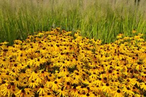 A close up horizontal image of a vast swath of black-eyed Susan flowers (Rudbeckia hirta) growing in a meadow.