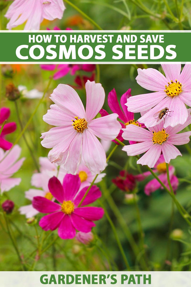 A close up vertical image of pink cosmos flowers growing in the garden. To the top and bottom of the frame is green and white printed text.