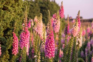 A close up horizontal image of foxgloves growing in the garden pictured in light evening sunshine.