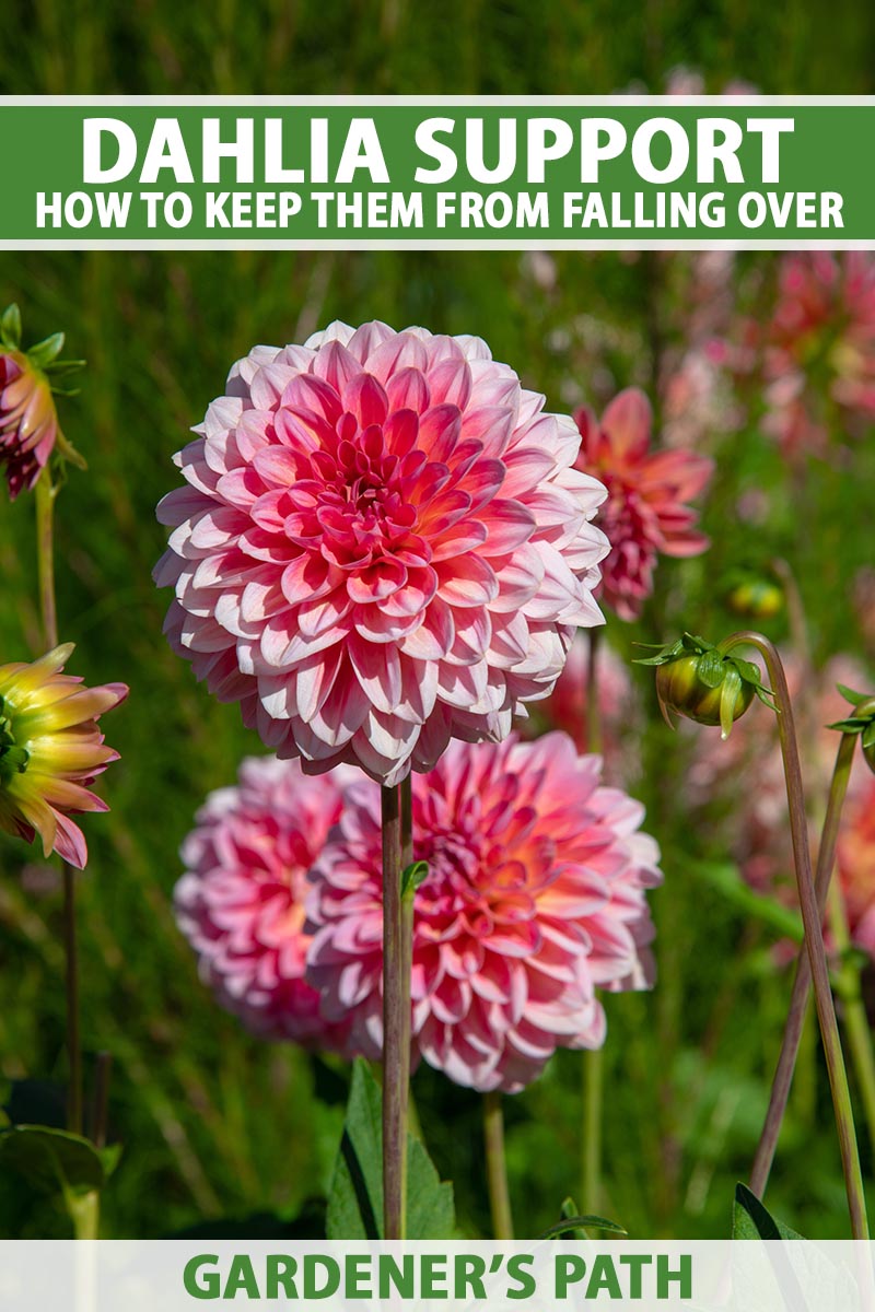 A close up vertical image of dahlias growing in the garden pictured in bright sunshine on a soft focus background. To the top and bottom of the frame is green and white printed text.