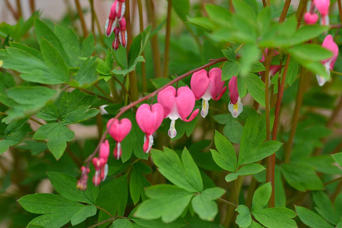 A close up horizontal image of pink and white bleeding hearts flowers growing in the garden, with foliage in soft focus in the background.