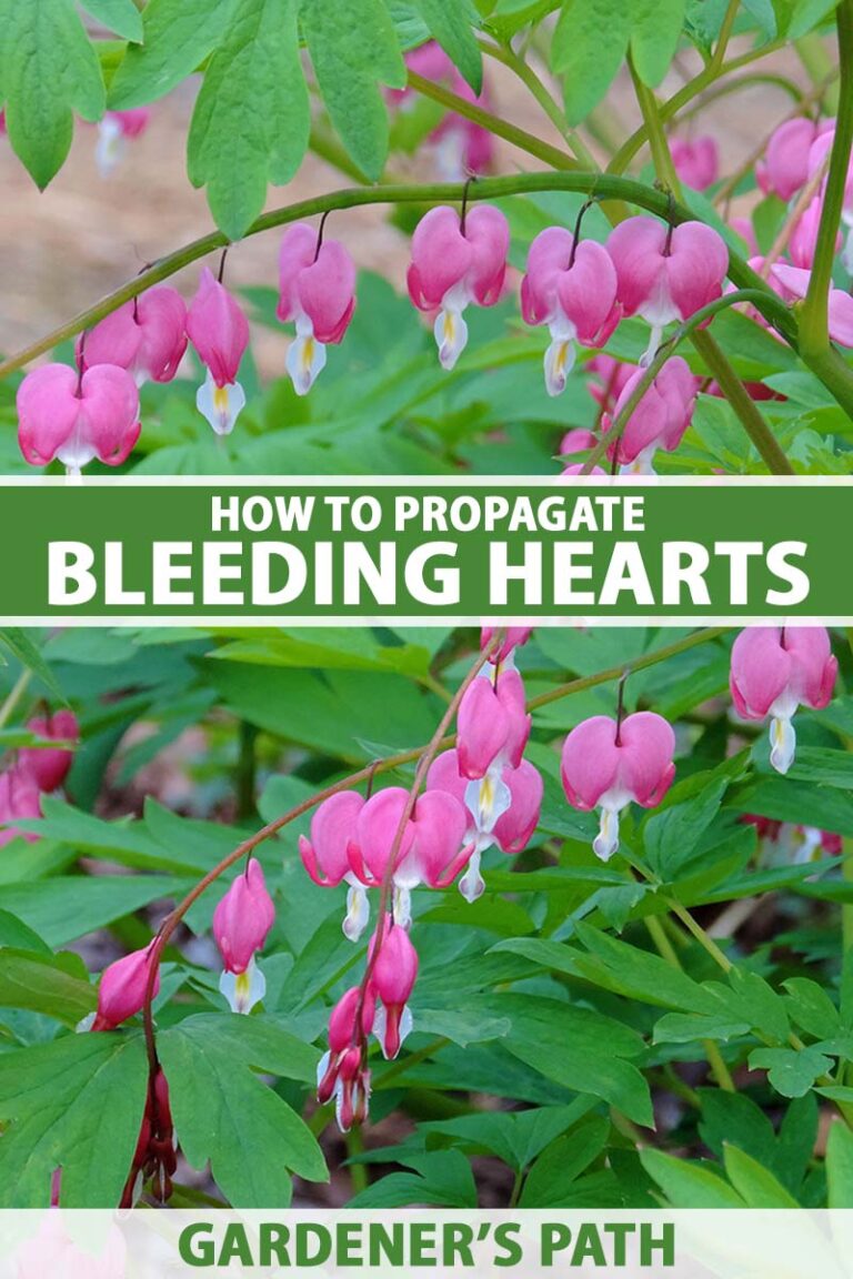 How to Propagate Bleeding Hearts to Create More Plants
