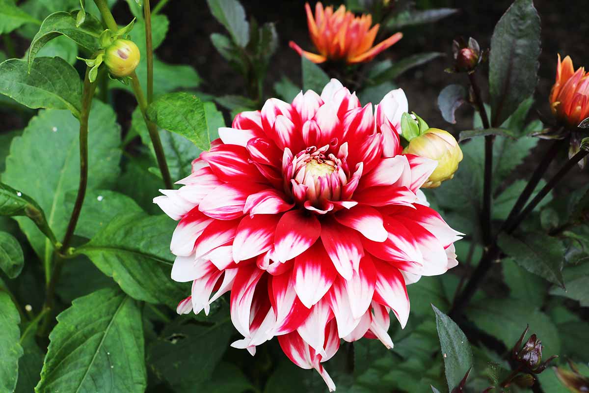 A close up horizontal image of a 'Bahama Red' flower growing in the garden with foliage in soft focus in the background.