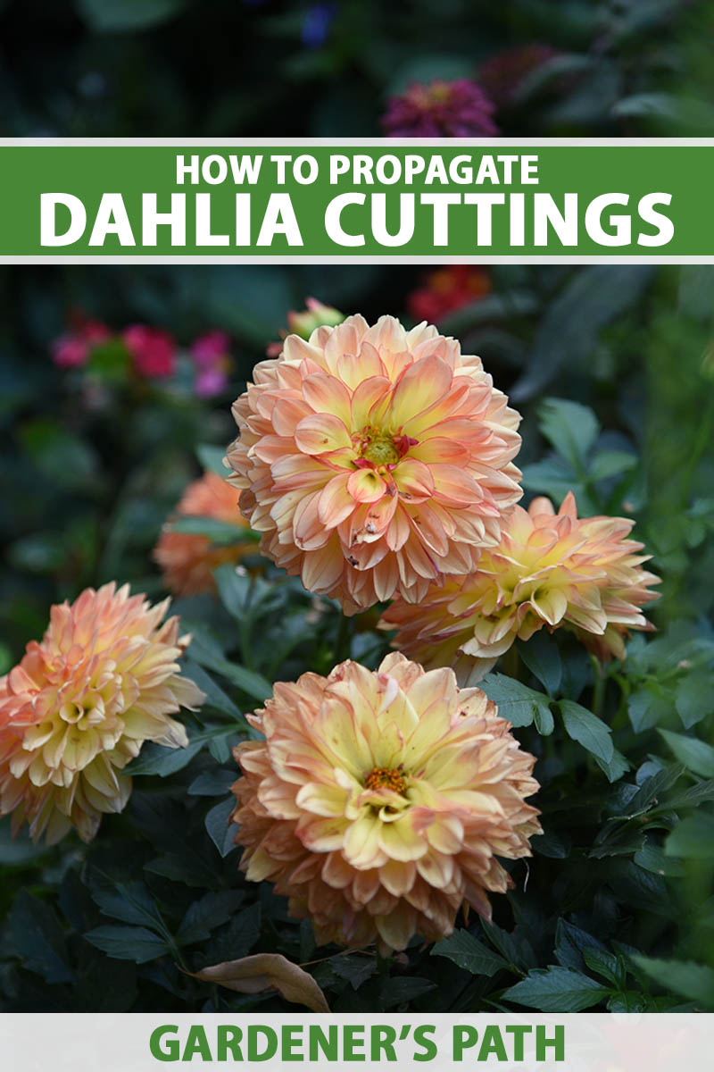 A close up vertical image of dahlia flowers growing in the garden pictured on a soft focus background. To the top and bottom of the frame is green and white printed text.