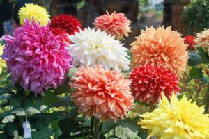 A close up horizontal image of brightly colored dahlias growing in a sunny garden.