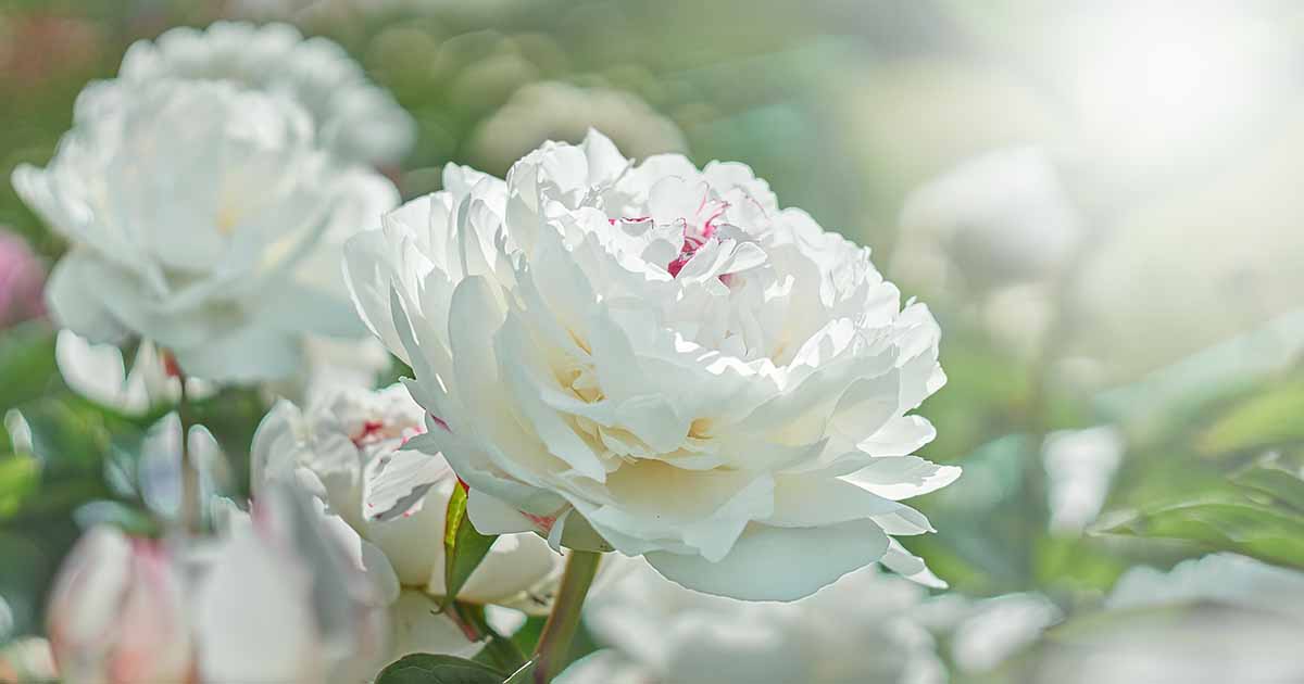 How to harvest peony seeds – and sow new plants for your garden