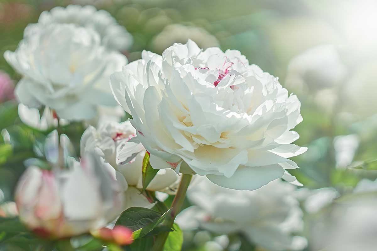 A close up horizontal image of white peony flowers growing in the garden pictured on a soft focus background.