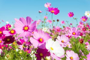 A horizontal image of a meadow filled with pink and white cosmos flowers pictured on a blue sky background.