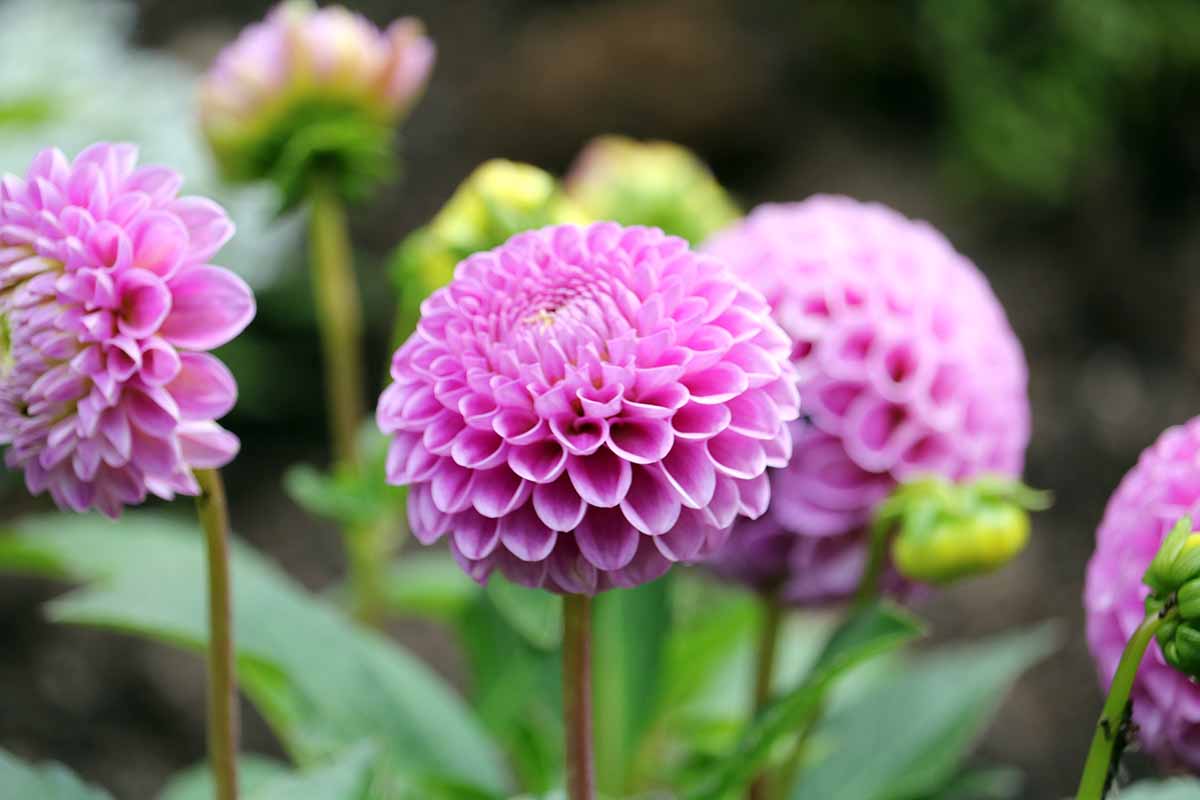 A close up horizontal image of pink pom pom dahlias growing in the garden pictured on a soft focus background.