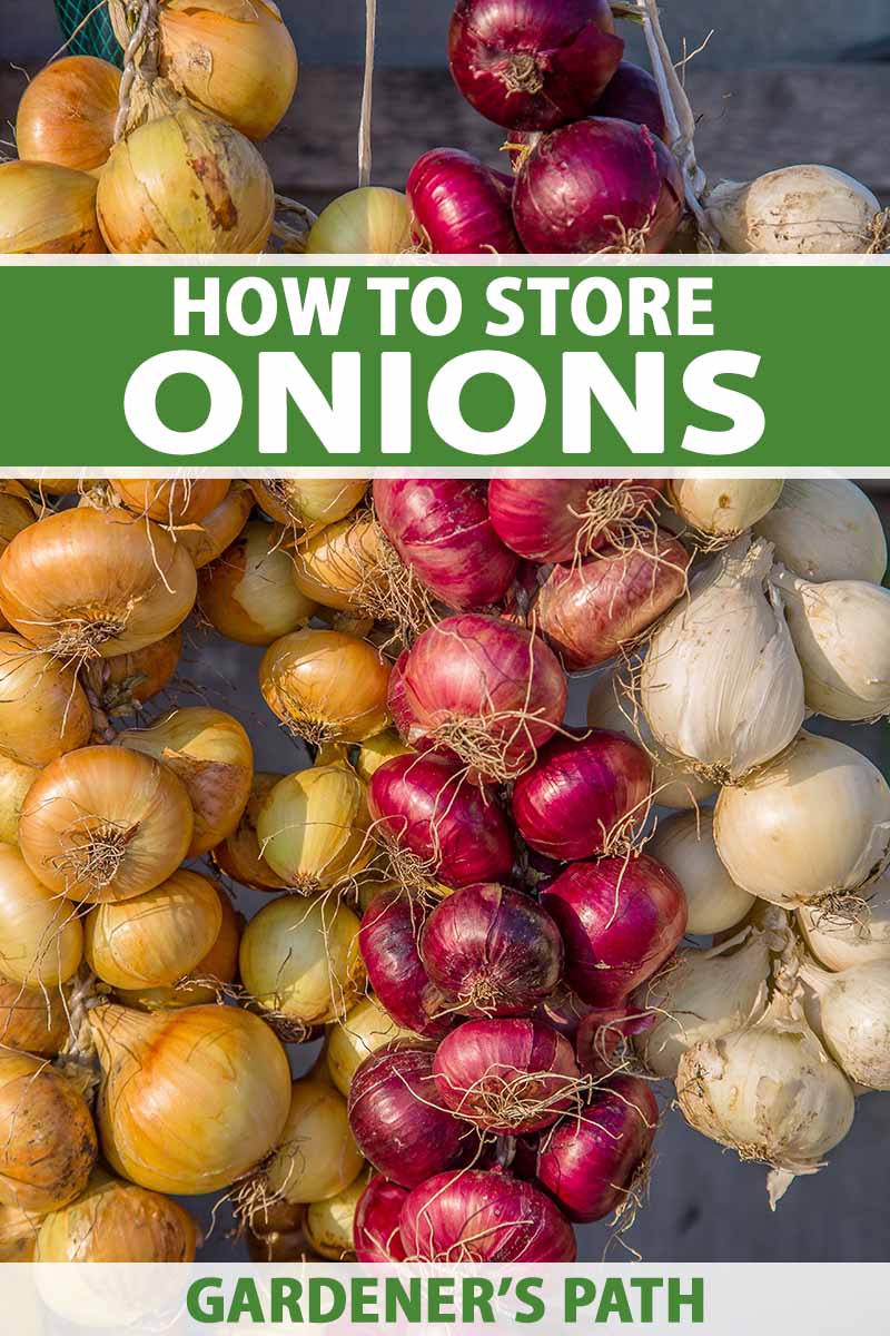 A close up vertical image of cured onions of three different types hanging up to store. To the top and bottom of the frame is green and white printed text.