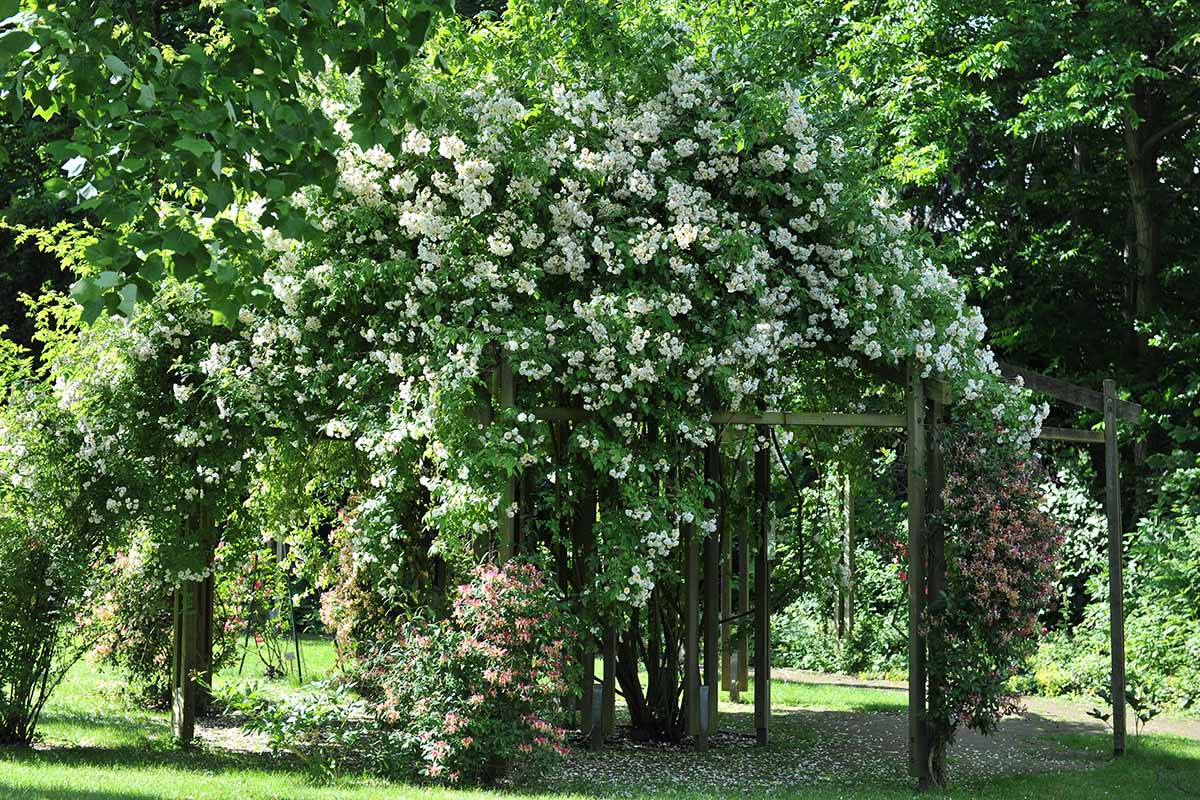 A horizontal image of a large climbing rose trained on a wooden arbor.