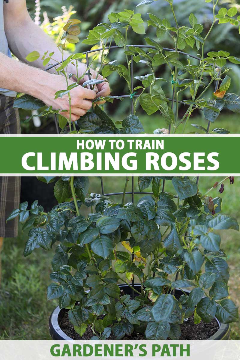 A close up vertical image of a gardener on the left of the frame training a climbing rose onto a wire support. To the center and bottom of the frame is green and white printed text.
