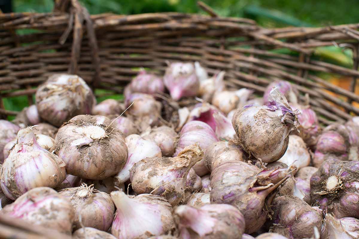 A close up horizontal image of a pile of garlic cloves in a wicker basket pictured on a soft focus background.