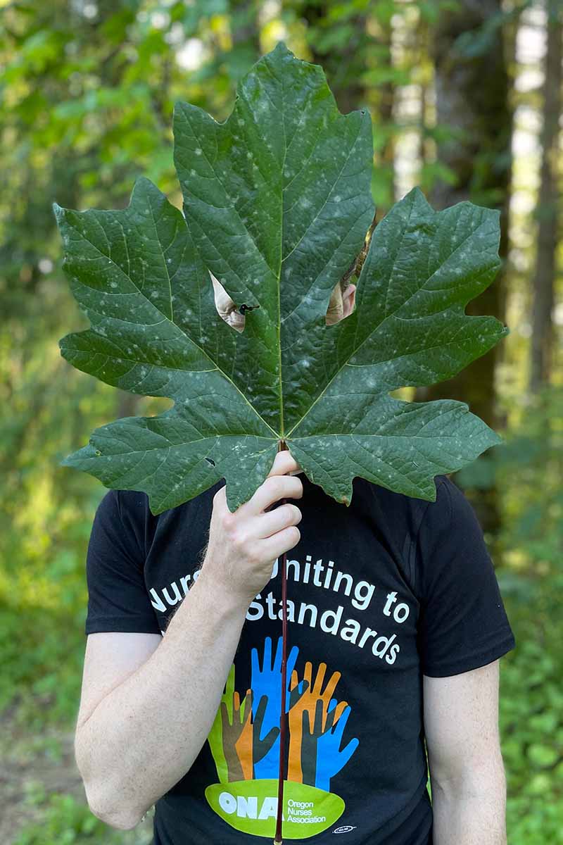 A vertical image of a man holding up a bigleaf maple leaf to show the enormous size.