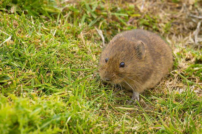 A close up horizontal image of a small vole looking very hungry on the lawn.