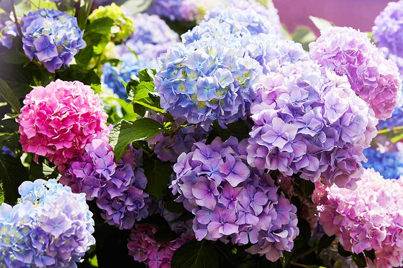 A close up horizontal image of hydrangea flowers in a variety of shades pictured in light sunshine.
