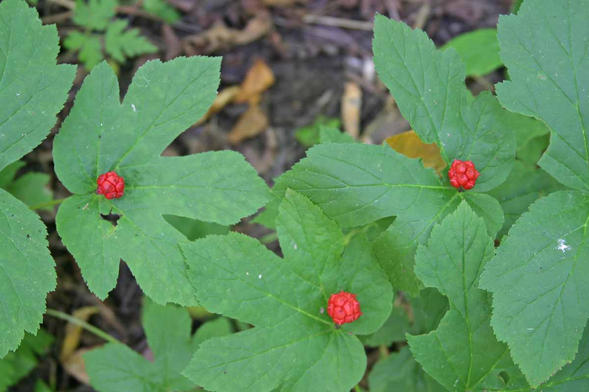 A close up horizontal image of goldenseal plants with red fruits growing in a forest.