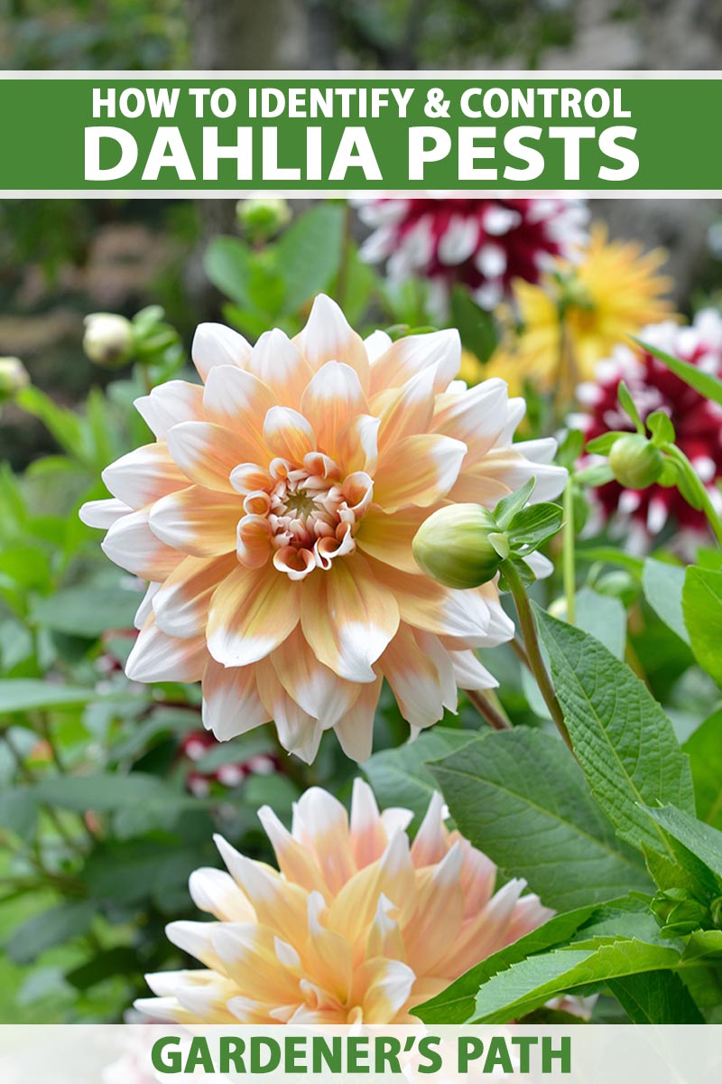 A close up vertical image of delightful dahlia flowers growing in the garden pictured on a soft focus background. To the top and bottom of the frame is green and white printed text.