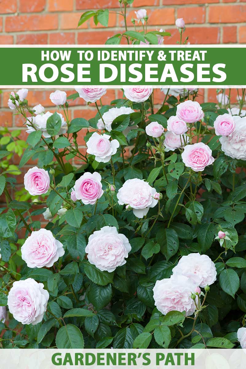 A close up vertical image of a pink rose shrub growing in front of a brick wall. To the top and bottom of the frame is green and white printed text.