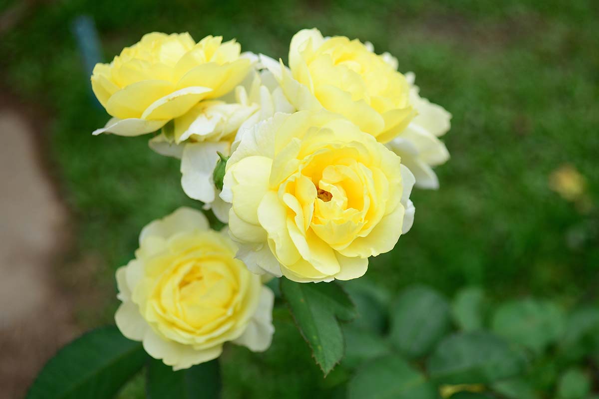 Bliska poziomy obraz żółtych róż rosnących w ogrodzie na nieostrym tle.