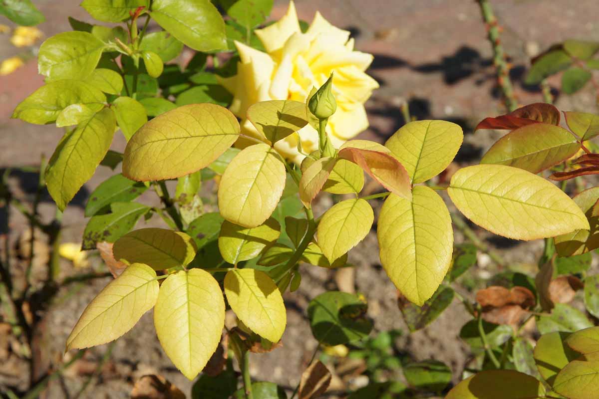 A close up horizontal image of rose foliage that has turned yellow as a result of iron deficiency.