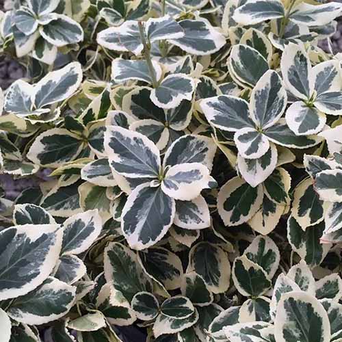 A close up square image of the dark green and cream variegated foliage of 'Ivory Jade' euonymus.