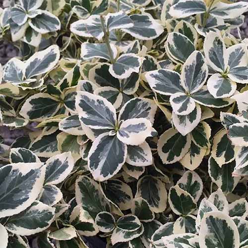 A close up square image of the foliage of Euonymus 'Ivory Jade' growing in the garden.