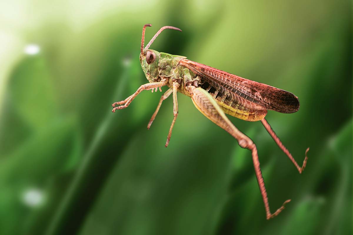 A close up horizontal image of a grasshopper captured midflight pictured on a soft focus background.