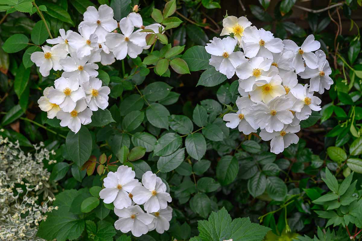 A close up horizontal image of small white rose blossoms growing in the garden with foliage in soft focus background.