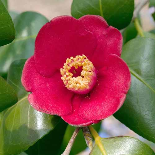 A close up square image of a red 'Korean Fire' camellia flower with foliage in soft focus in the background.