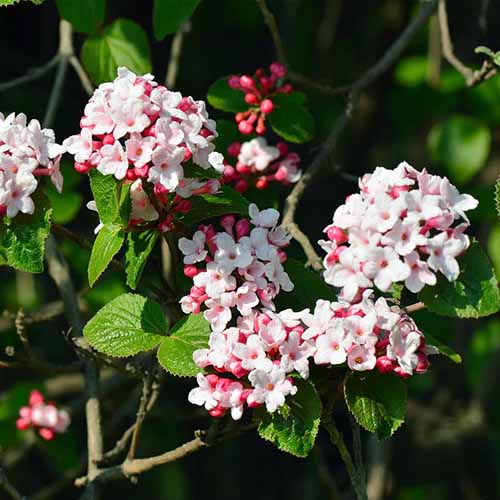 A close up square image of the flowers of Korean spice viburnum growing in the garden pictured in bright sunshine.